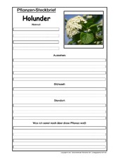 Pflanzensteckbrief-Holunder.pdf